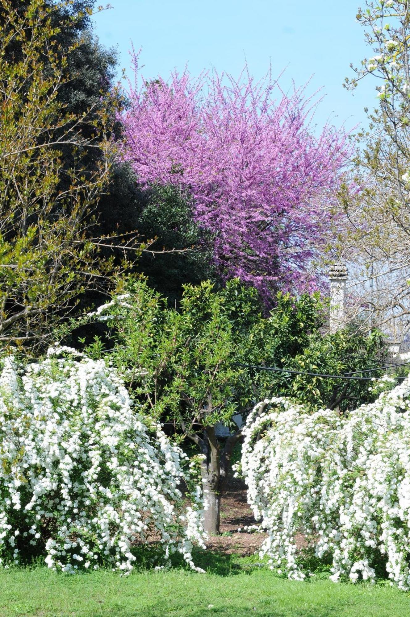 Vakantiehuis La Serra - De Bonis *